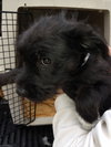 Mia (Schnauzer mix pup)