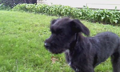 Mia (Schnauzer mix pup)