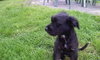 Mia (Schnauzer mix pup)