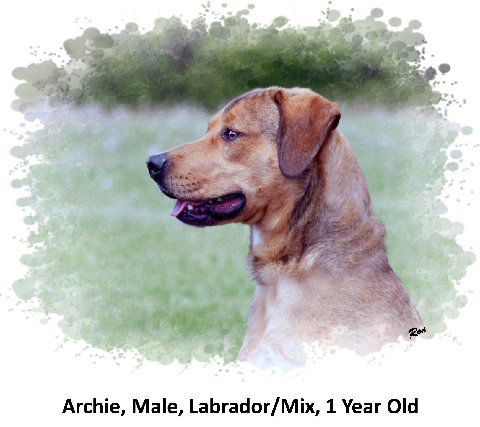 Archie - Cell Dog Graduate