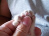Mr. Silly Toes