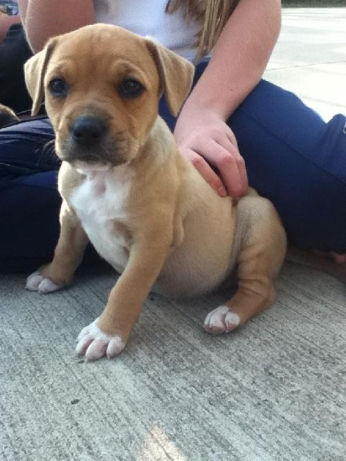 boxer mastiff puppy