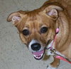 Molly (brown with white) - Affectionate