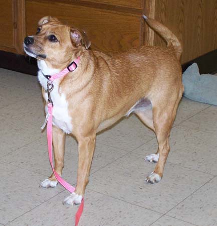Molly (brown with white) - Affectionate