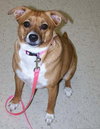 Molly (brown with white) - Affectionate