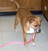 Molly (brown with white) - Affectionate