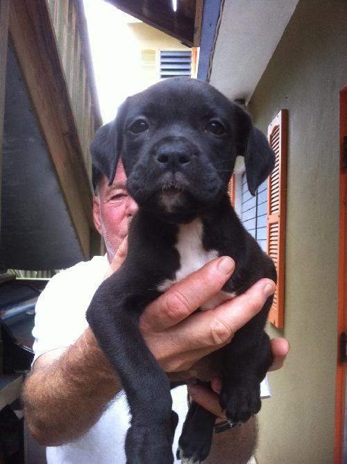Myrna-Island Dog