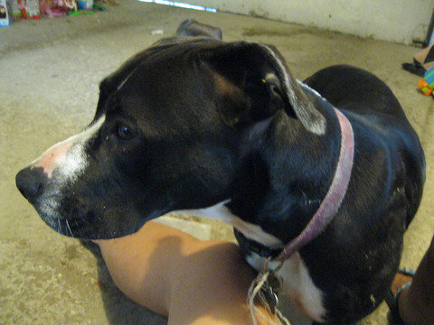Millie - Urgent