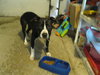 Millie - Urgent