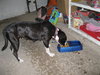 Millie - Urgent