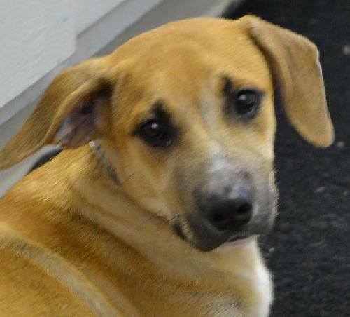 Male Shepherd mix pup