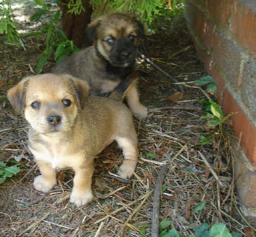 Honeybee (Mystery Pup)