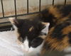 2 Calico girls, URGENT!