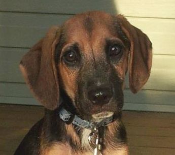 Boscoe