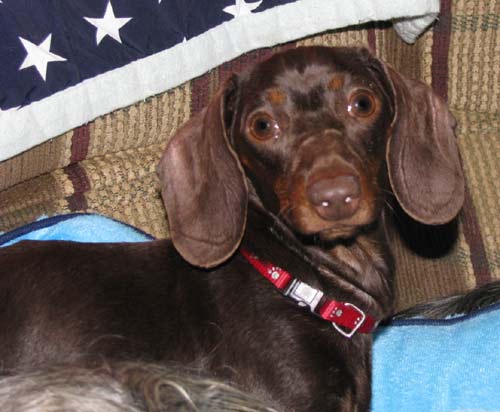Tootsie