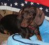 Tootsie