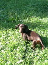 Tootsie
