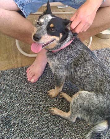 Annie - Cattle Dog