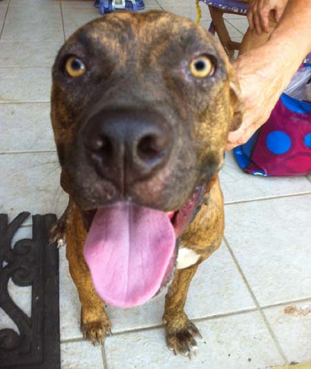 Tookie - Island Dog