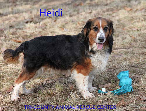 Heidi