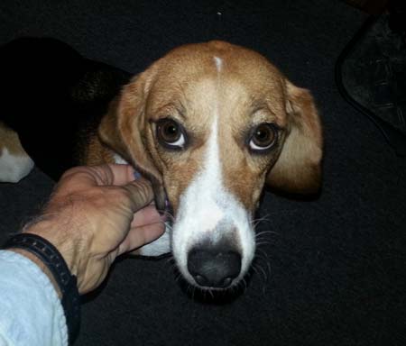 Molly - Beagle