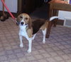 Molly - Beagle