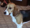 Molly - Beagle