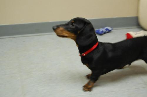 Mr Weenie