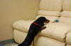 Mr Weenie
