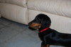 Mr Weenie