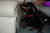 Mr Weenie