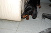 Mr Weenie
