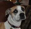 Sweet Tia