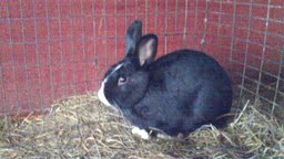 Socks, Skippy, & Caramel - Bunnies