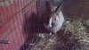 Socks, Skippy, & Caramel - Bunnies