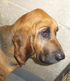 Boomer  #7117