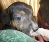 Puppy - Layla