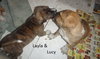 Puppy - Layla
