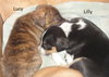 Puppy - Lucy
