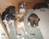 Puppy - Lucy