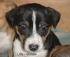 Puppy - Lilly