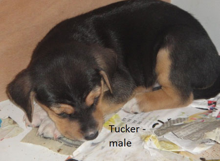 Puppy - Tucker