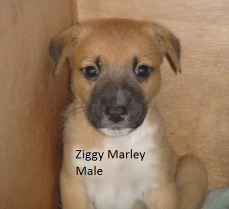 Puppy - Ziggy Marley