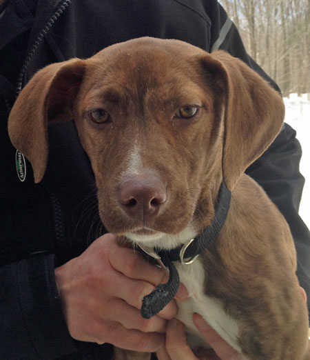 Lucy - Brindle Pup