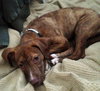 Lucy - Brindle Pup