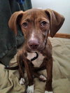 Lucy - Brindle Pup