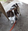 Buddy