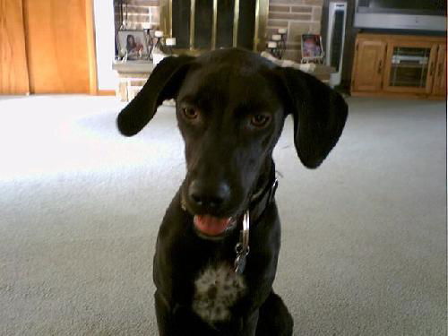 Duke - Lab mix