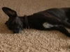 Duke - Lab mix