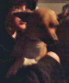 Melody - Chihuahua